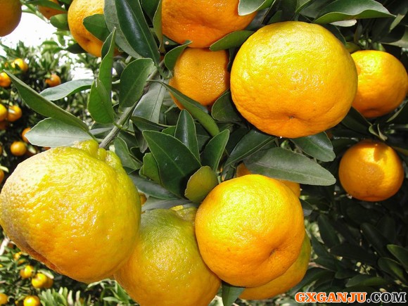 做好预防柑橘炭疽病