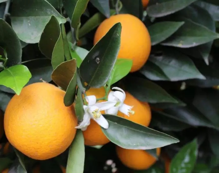 五月脐橙花保护水果