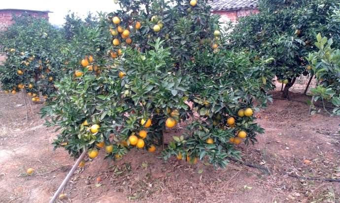 脐橙果园花园的选择条件
