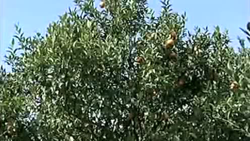 柑橘综合种植技术