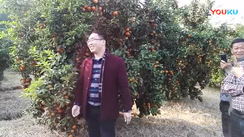 Vabang Guibei Citrus Garden Exchange Conference