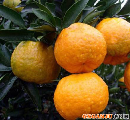 柑橘病虫害的污染预防要求