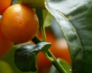 金橘树育种方法