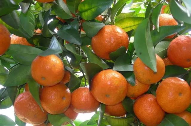 不同的切环方法对糖橙的坐果率有什么影响