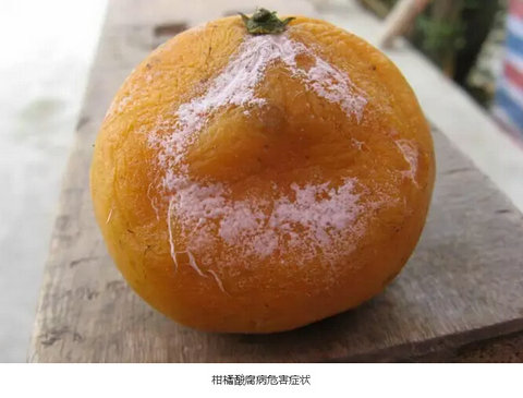 柑橘酸腐