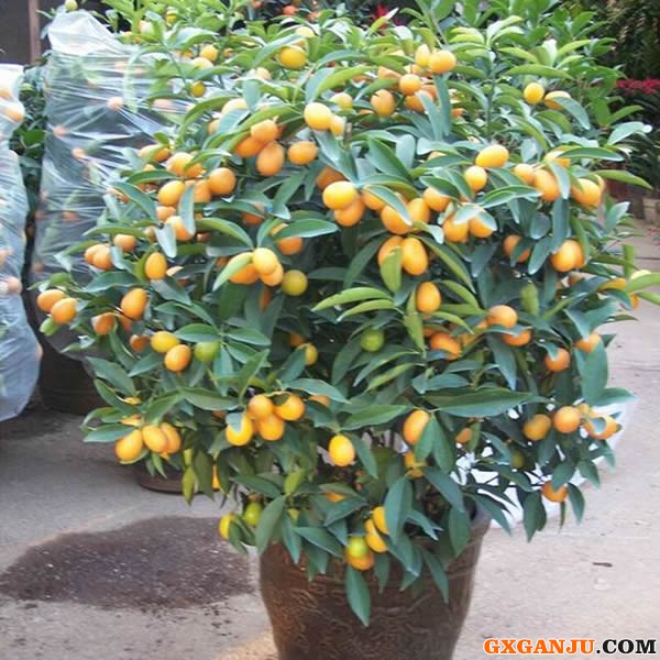 盆栽金橘有多少结果
