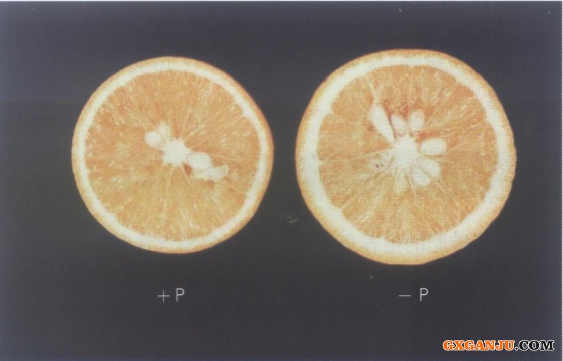 柑橘缺乏症状