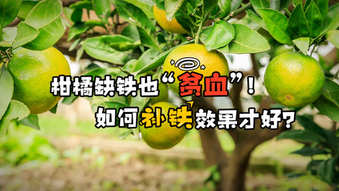 柑橘缺铁的原因及控制（视频）
