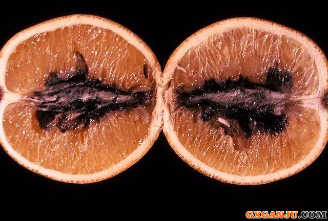 柑橘黑腐