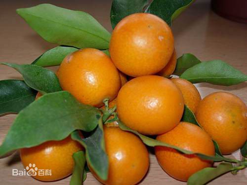 何时种植的酥脆金橘最好
