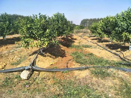 脐橙果园水利系统规划