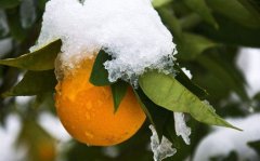 柑橘常见虫害