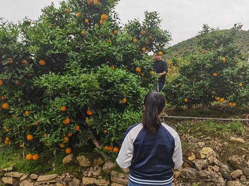 重庆柑橘化肥农药双减巫山千亩示范基地喜获丰收