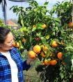红美人柑橘在大棚的产量好还是露地的产量好？实验带你看清真相！