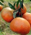 小众柑橘“W·默科特”反而不愁卖？看看这个品种怎么种！