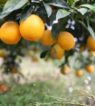 中国优质高产橙子品种你都知道哪些，选好品，才能有钱赚！