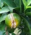 五月份柑橘为什么会有裂果？可能是你没有做好补钙措施！